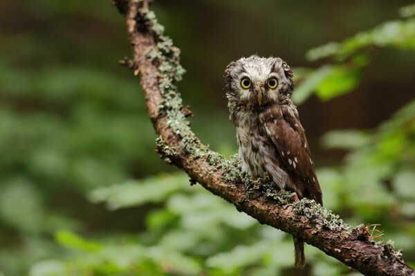 Merging with the trees around the owl is looking for prey