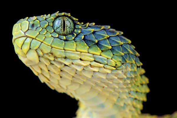 Dangerous and beautiful snake beauty