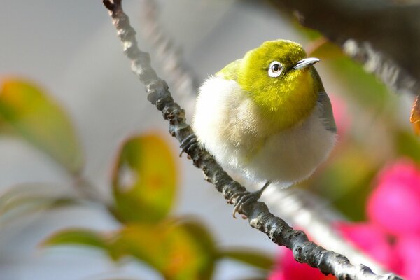 A bird with yellow plumage on a branch with pink flowers