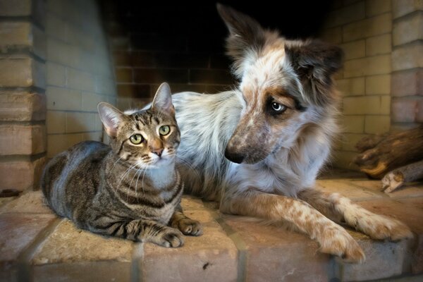 Animal friendship. Cat and dog