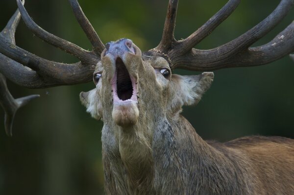 The cry of the red deer. Challenge your opponent