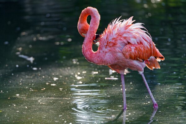 Pájaro flamenco rosa en el agua