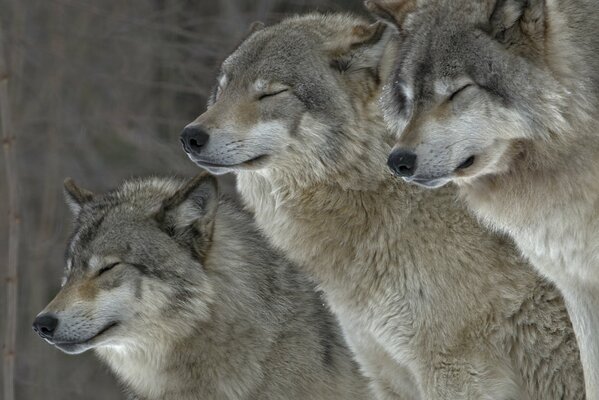 Die Wolfsfamilie hält zusammen