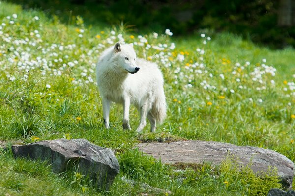 White wolf in the field