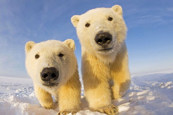 Dos osos blancos en la nieve