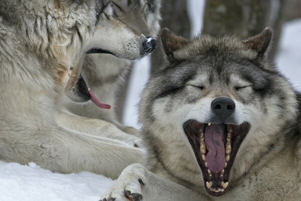 Joli couple de loups canadiens