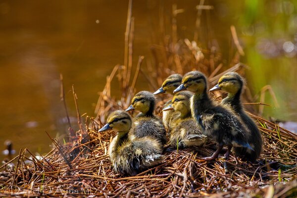 Una cría de patitos espera a su madre con comida