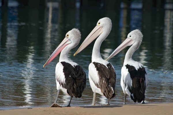 Trio of pelicans at the water s edge