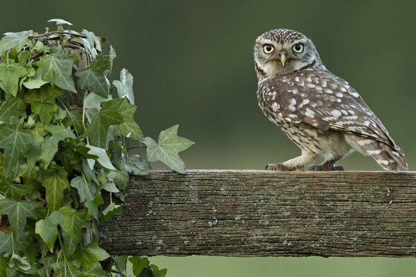 Hibou assis sur une clôture dans la cour