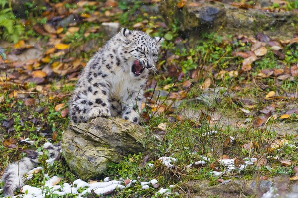 Snow leopard where the stone is autumn and leaves