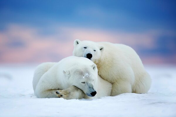 Photo a pair of polar bears sleeping in the snow