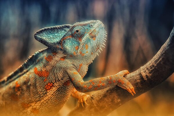 A chameleon with a bright color is sitting on a branch