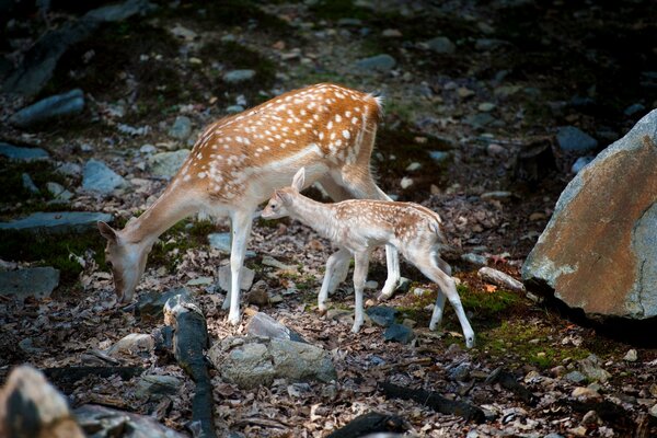 Capriolo con il suo bambino