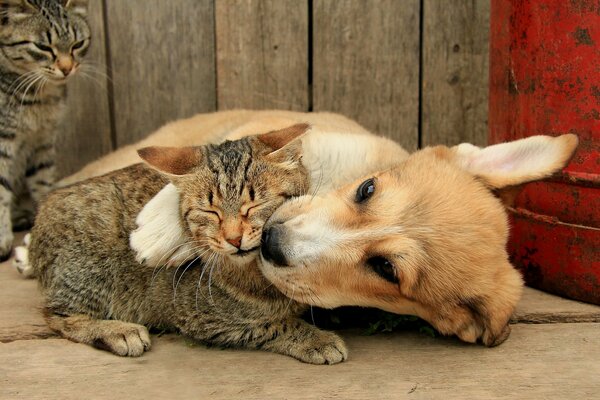 Die Freundschaft zwischen Katze und Hund