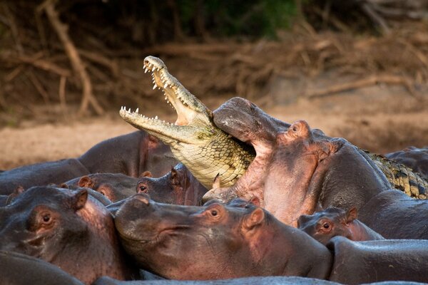 Les hippopotames se sont battus contre le crocodile. Une victime sous le choc