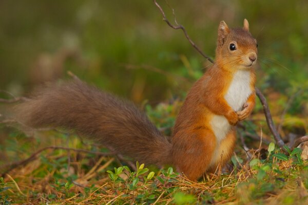 Red squirrel in the forest