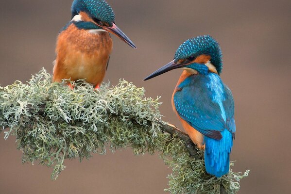 Deux oiseaux assis sur une brindille