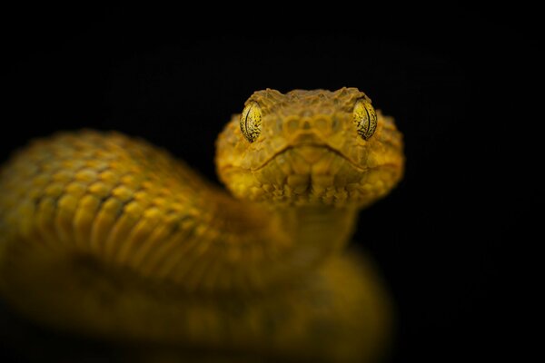 La serpiente venenosa Mira los ojos a los ojos