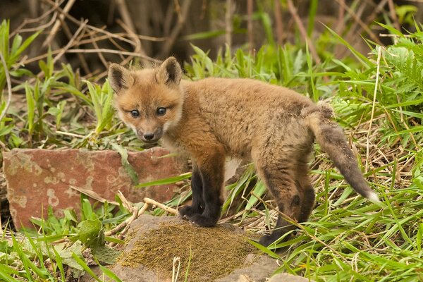 Foto de un pequeño zorro en una piedra