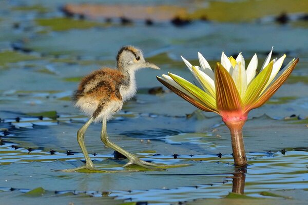 Curioso pájaro al lado de la flor de loto