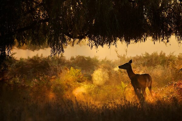 A lonely fawn at sunset by a tree