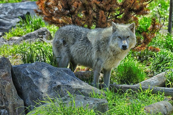 Un lobo camina por un terreno rocoso