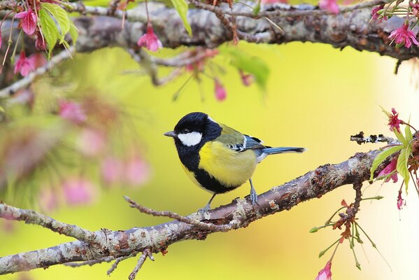 Tit on a flowering branch