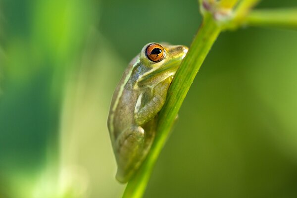 Macro rana en un tallo verde