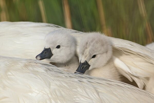 White swan chicks under the wing