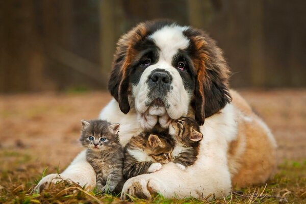 Dog and kittens. St. Bernard nurses kittens