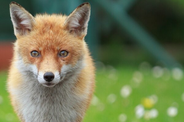 Hermosa Fox primeros planos