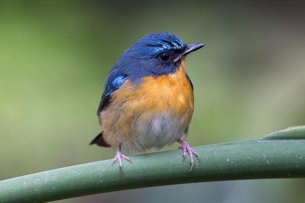 Funny beautiful bird on a branch