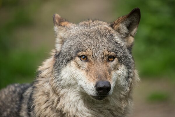 A gray wolf with an angry look