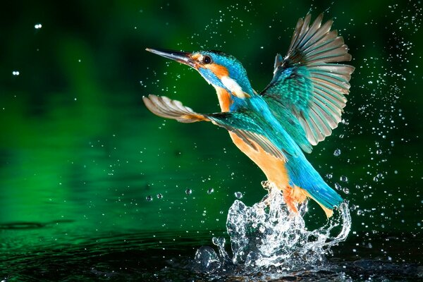 Uccello martin pescatore che schizza nell acqua