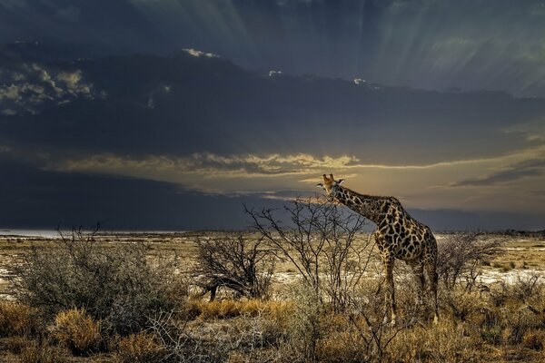Giraffa sullo sfondo della fauna selvatica africana