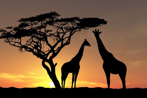 Zwei Giraffen bei Sonnenuntergang in der Nähe eines Baumes