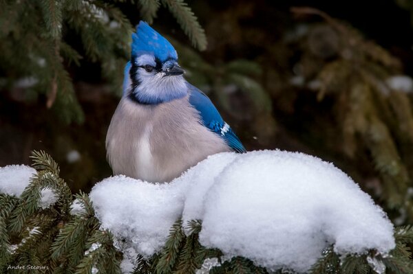 Ghiandaia blu su una zampa di abete rosso nevoso