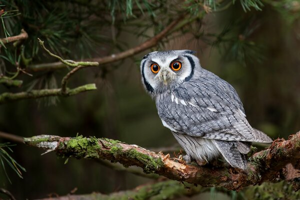 Eule auf einem Ast im Wald