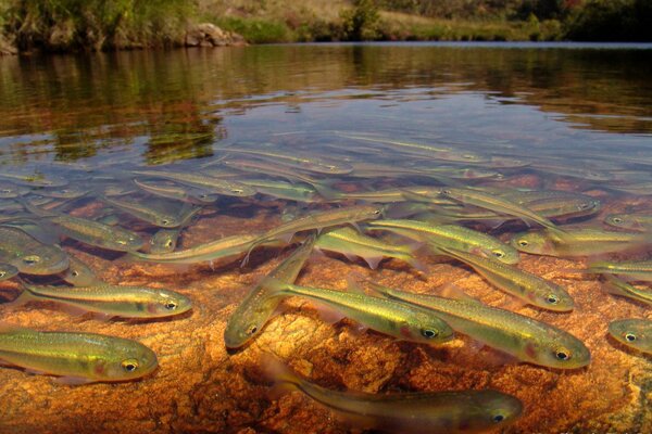 Transparent color of the world in water