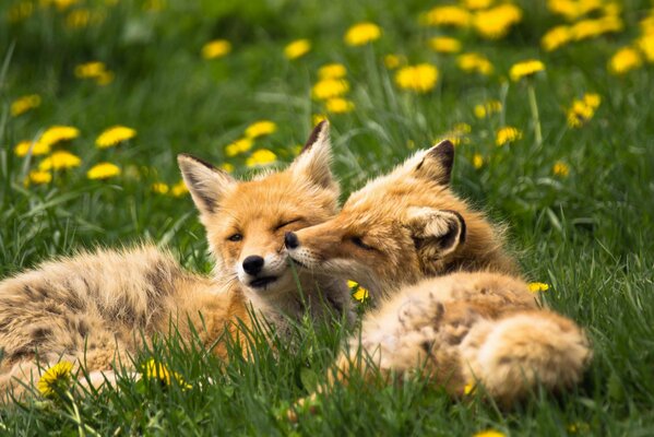 Verliebte Füchse spielen auf dem Rasen