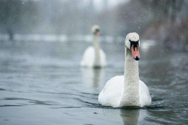 De beaux cygnes nagent sur le lac