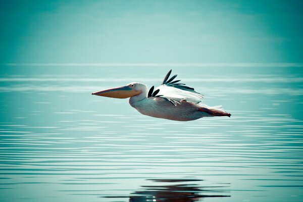 Ein Pelikan, der über das Wasser fliegt