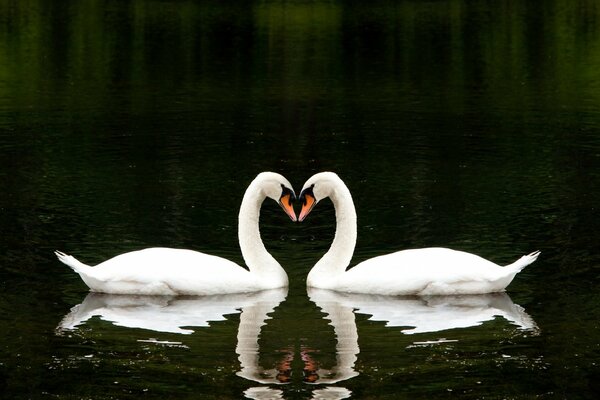Symbol of love: a pair of white swans in a lake