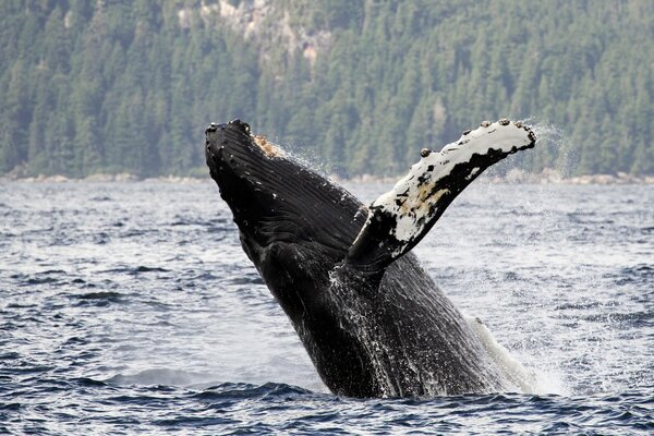 Baleine à bosse dans le Détroit de l Alaska