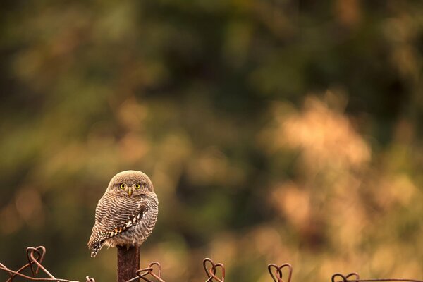 The look of an owl sitting on a fence