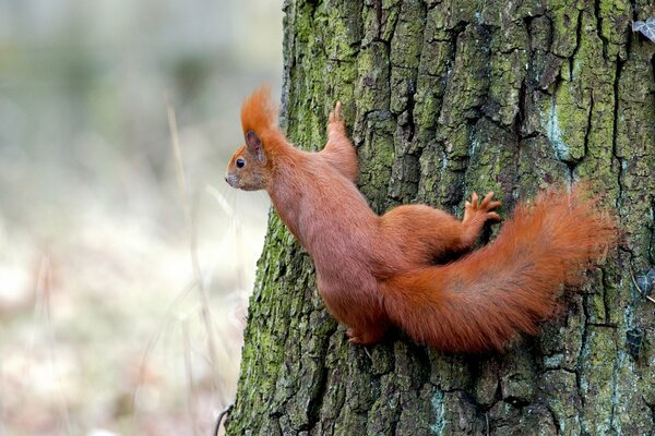 Scoiattolo rosso su un tronco d albero