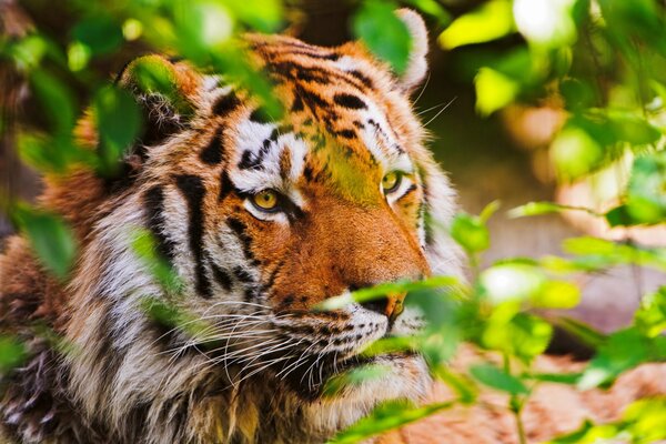 Tiger späht aus Büschen in der Natur
