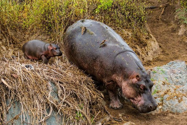 Hippopotamus near the swamp mother and child