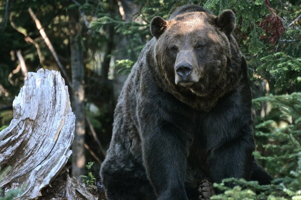 Niedźwiedź grizzly siedzi przy kłodzie