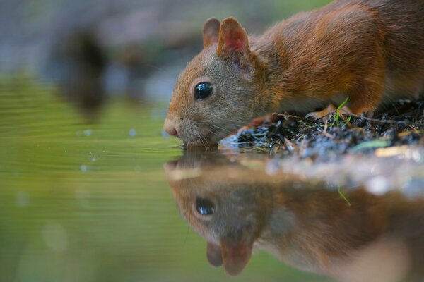 Cute rodent drinking water